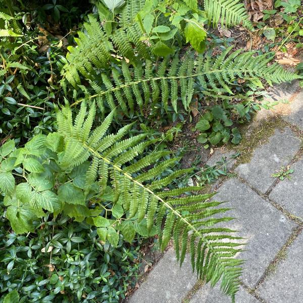 Mannetjesvaren (Dryopteris filix-mas)